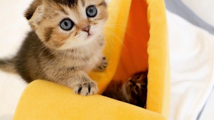 訴えかけてくる子猫