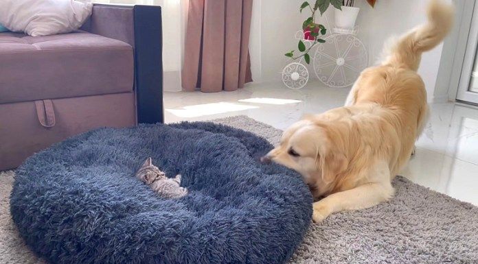 子猫にベッドを取られた犬
