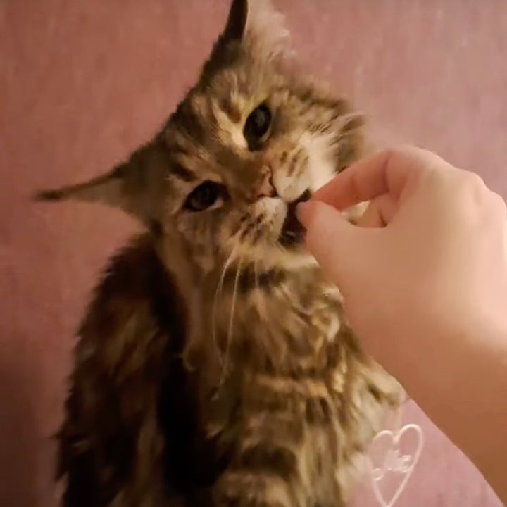 カリカリはあなたの手から食べたいの、直接口に運ばせる猫