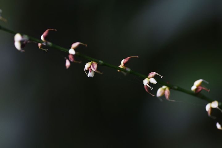 ゴショミズヒキ