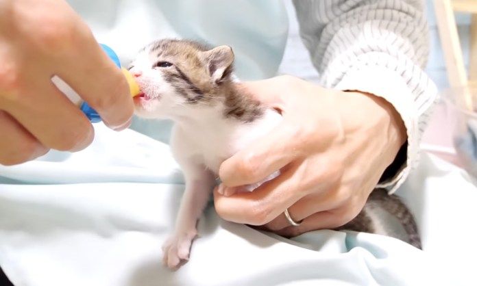 ミルクを飲む子猫