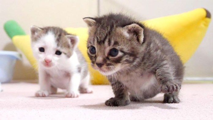 ミルクを待つ子猫達