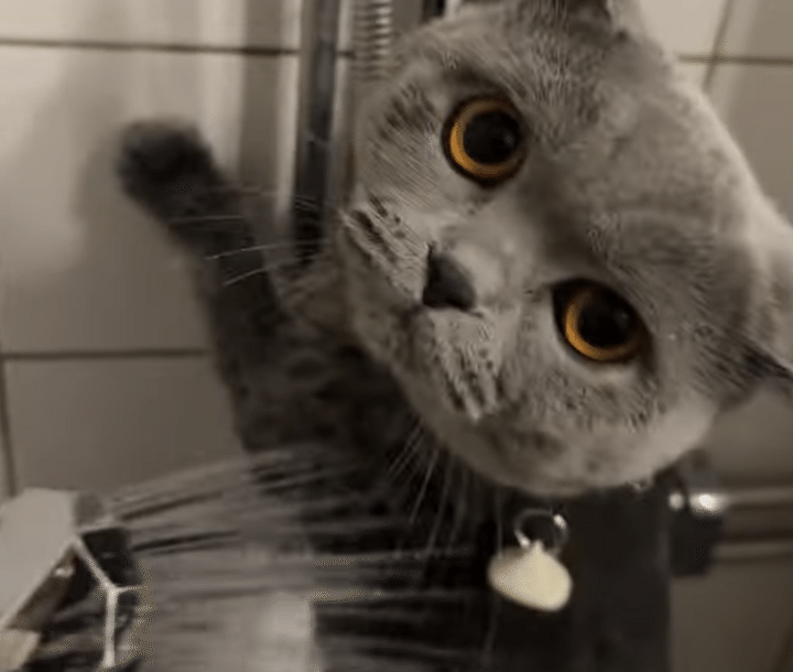 気持ちよさそうにシャワーを浴びる猫と、対照的な反応を見せる猫。