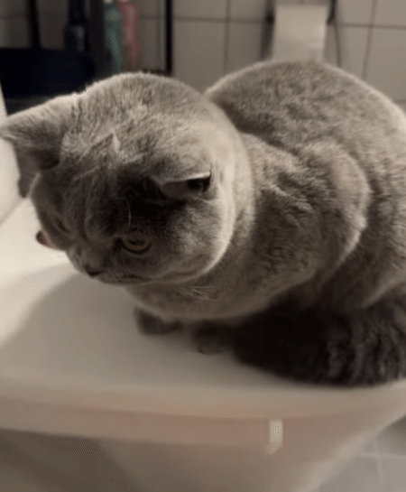 気持ちよさそうにシャワーを浴びる猫と、対照的な反応を見せる猫。