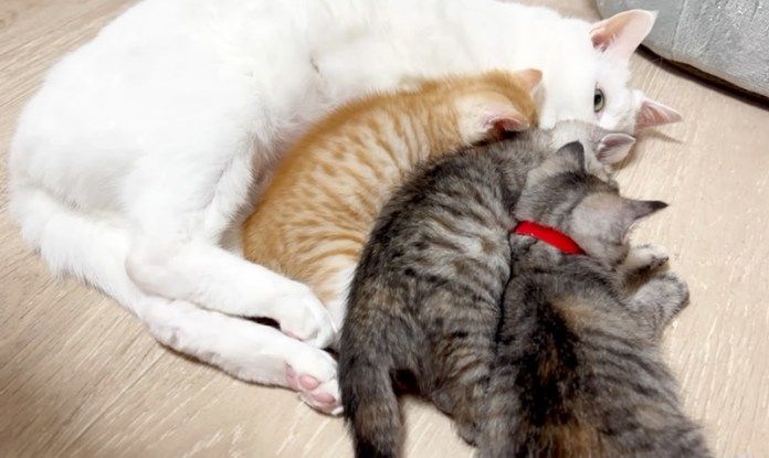 先住猫に寄り添う子猫達