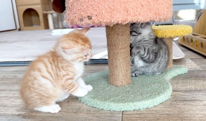 遊ぶ子猫達