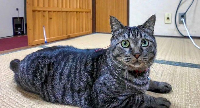 旅館の部屋に遊びに来た猫