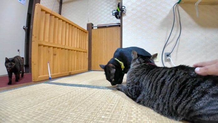 旅館の部屋に遊びに来た猫達