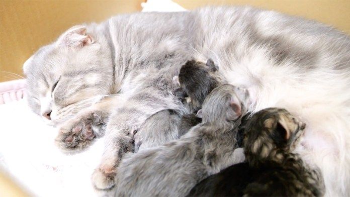 ミルクを飲む子猫達