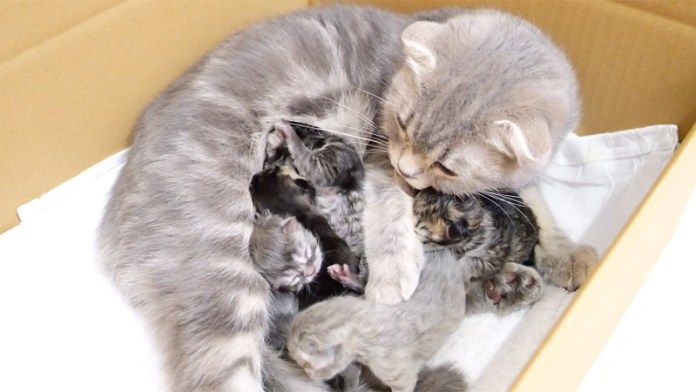 ミルクを飲む子猫達