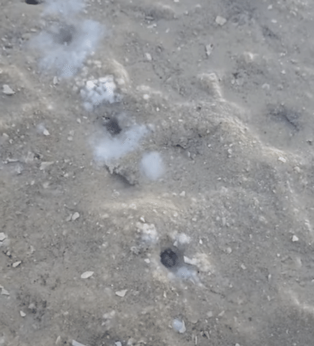 砂浜からニョキッと出てくるよ〜！ なんだこれ！