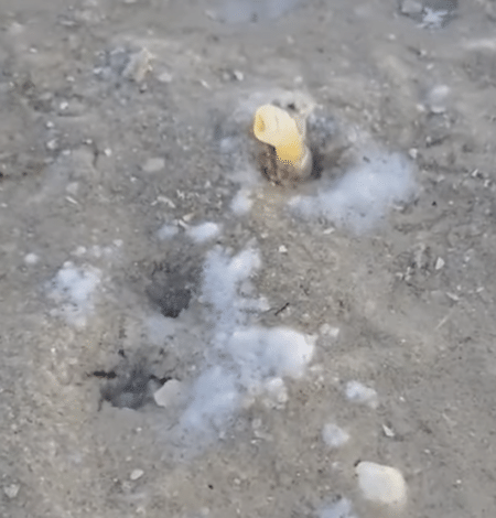 砂浜からニョキッと出てくるよ〜！ なんだこれ！