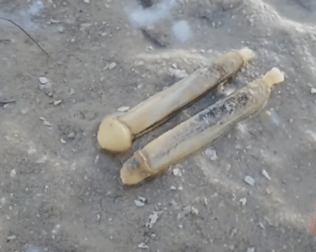 砂浜からニョキッと出てくるよ〜！ なんだこれ！