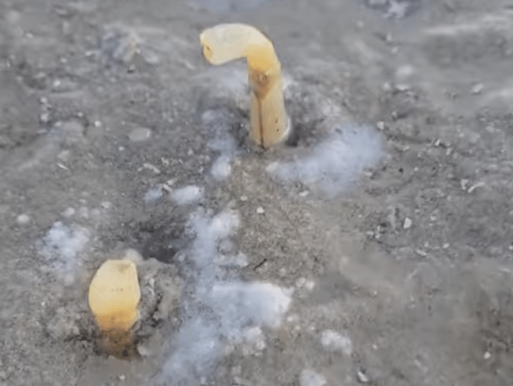 砂浜からニョキッと出てくるよ〜！ なんだこれ！