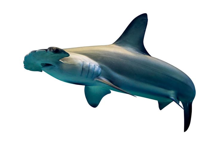 アカシュモクザメ