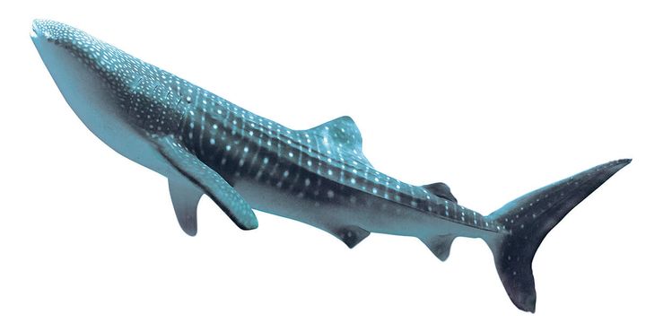 ジンベエザメ