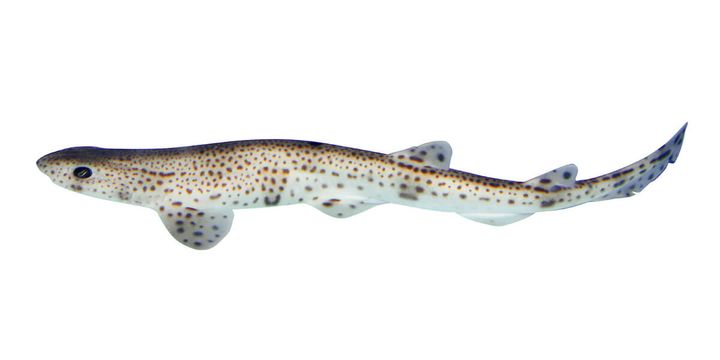 スモールスポテッドキャットシャーク