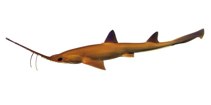 ノコギリザメ