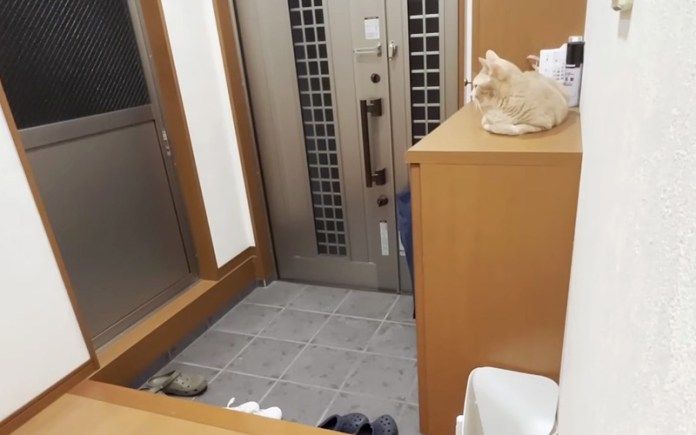 お兄ちゃんの帰りを待つ猫