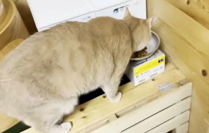 お兄ちゃんと一緒にご飯を食べる猫