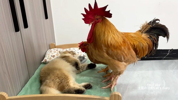 ベッドで寝る猫