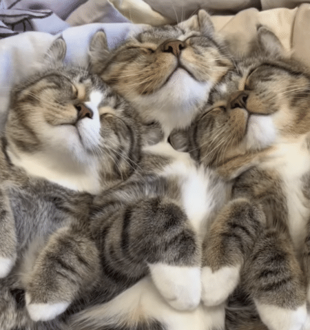 気持ちよさそうな寝顔でしょ♡ 同じようなポーズでくっついて寝る猫さんたち。