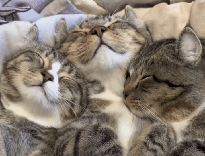 気持ちよさそうな寝顔でしょ♡ 同じようなポーズでくっついて寝る猫さんたち。