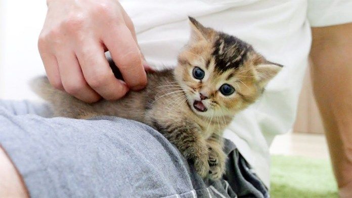 膝にしがみつく子猫