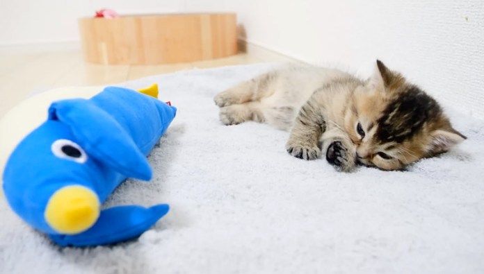 眠りに落ちていく子猫