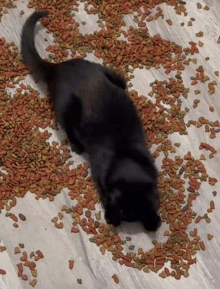 カリカリごはんのプールだ♡ 子猫の夢が叶った瞬間。