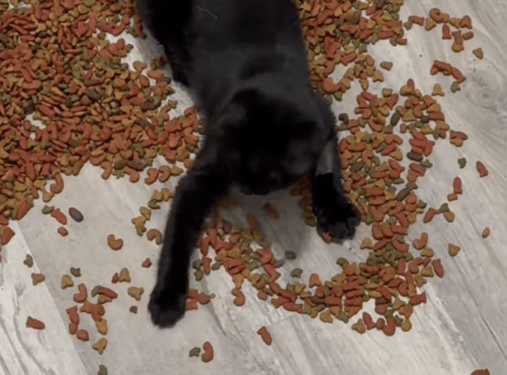 カリカリごはんのプールだ♡ 子猫の夢が叶った瞬間。