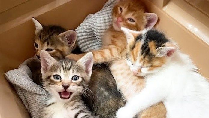 保護された子猫達