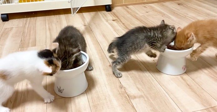 ご飯を食べる子猫達