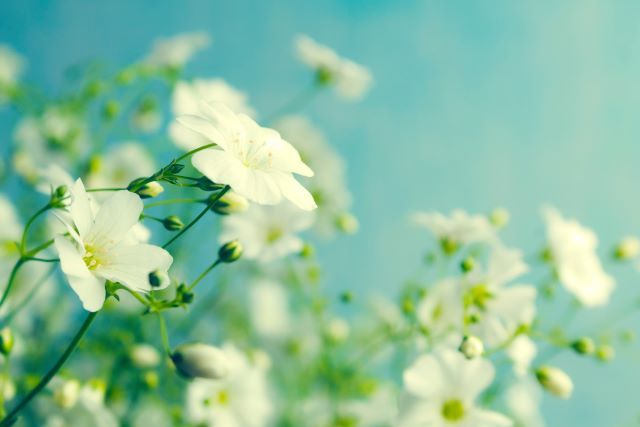 ホワイトフローラルの香り ※画像はイメージです。