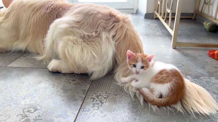 犬のシッポに乗る子猫