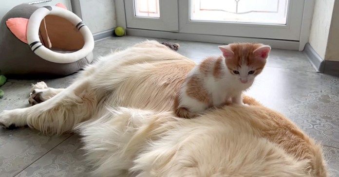 犬のお腹に乗る子猫