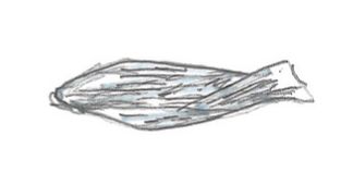 アルミホイルで作るおもちゃの「サンマ」。ひっくり返すと焼き目が現れる！【中川政七商店とつくる、季節のしつらい。】の画像2