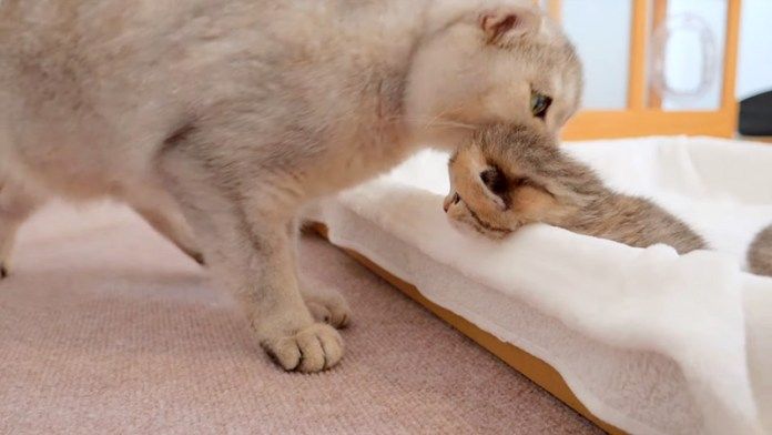 子猫を寝床に連れ戻す兄猫