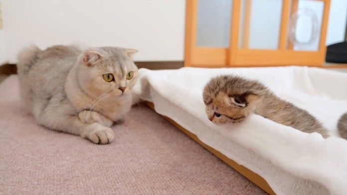 子猫を見守る兄猫