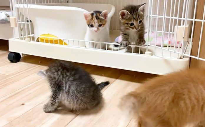 遊ぶ子猫達