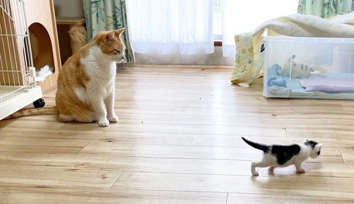 子猫を見守る先住猫