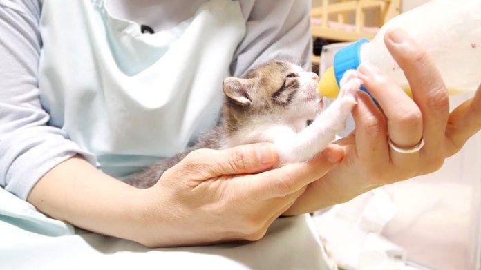 ミルクを飲む子猫