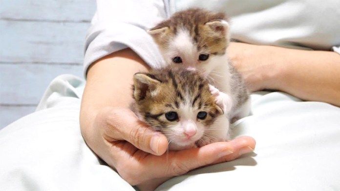 たどたどしい毛づくろい