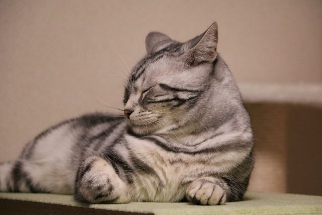 心理テストであなたのチャクラを診断 アメリカンショートヘア