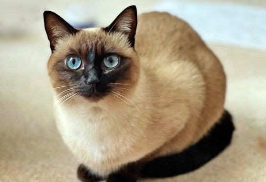 チャクラを診断する心理テスト シャム猫