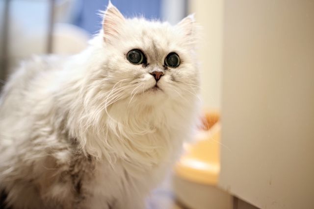 チャクラがわかる心理テスト ペルシャ猫