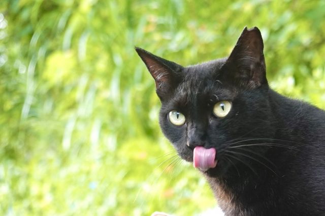 心理テストでチャクラが分かる 黒猫