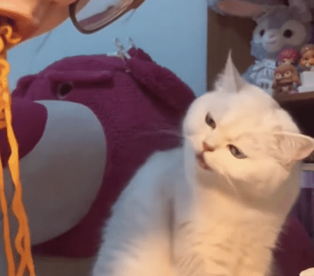 どうしてそうなっちゃうの！ 猫の隣でパスタを食べたら、面白い反応が！
