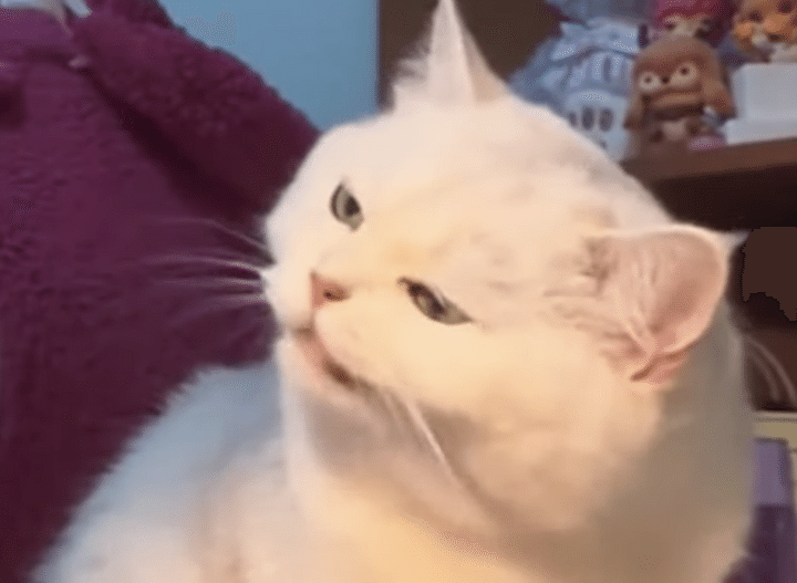 どうしてそうなっちゃうの！ 猫の隣でパスタを食べたら、面白い反応が！