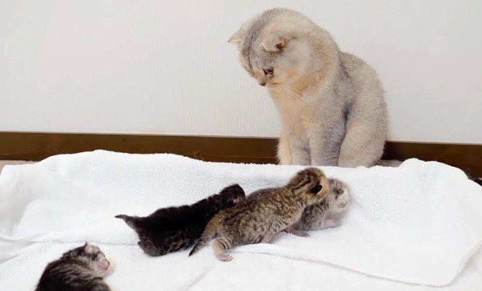 兄猫に近づいてくる子猫達